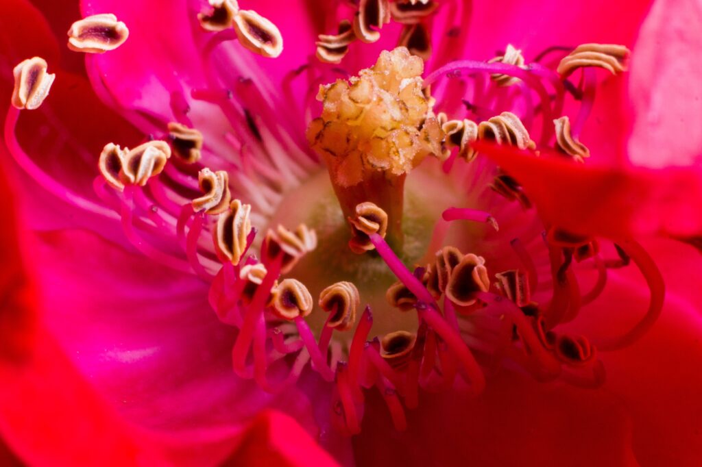 Close-up of flower. Photo by Skitterphoto from Pexels

https://www.pexels.com/photo/nature-red-summer-spring-2594/